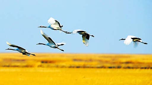 秋冬带你去看鸟 盐城洞庭湖洞庭湖(图)