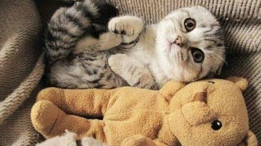 张一一作文得29分 网友称偏题了给这分不冤