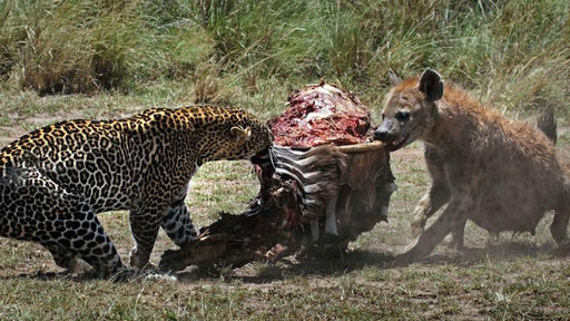 猎豹与鬣狗上演经典拉锯战