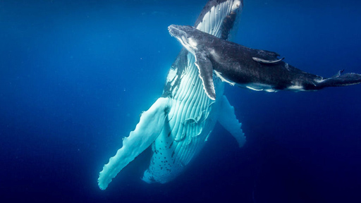 邓超古力娜扎玩自拍 招李晨调侃吐槽:太丑