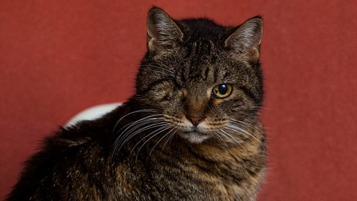 权志龙Angelababy互动暧昧 网友:画面太美我不