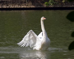 马来西亚榴莲等水果丰收价格大跌 政府拟出价