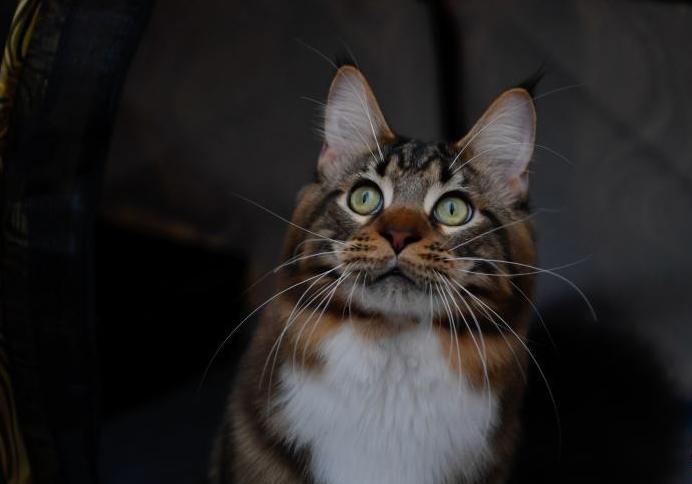 媒体聚焦-第十三届中国昆明国际农业博览会