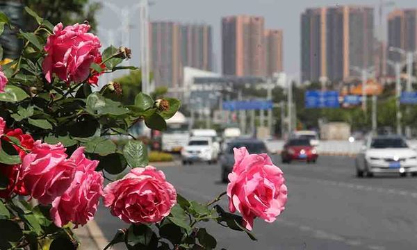 月季树繁花似锦营造春城鲜花大道