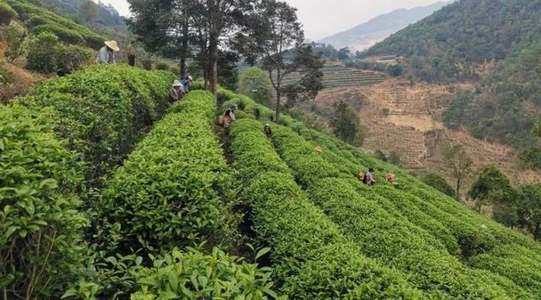 農發行鳳慶縣支行助力茶企復工復産