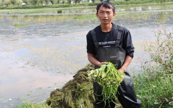 洱源農商行：“貸”動生態海菜種植 護了生態富了民