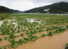 雲南省農科院發布農業技術指導意見 助力雲南省農業防澇減災