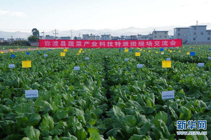 弥渡县蔬菜产业科技特派团试验示范基地(12月9日摄).